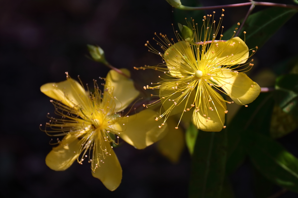 ビョウヤナギ１