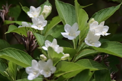 里山散歩ハコネウツギ１