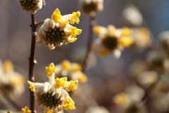 やっと開花の三椏１