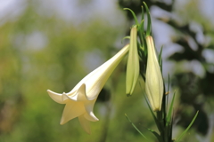 花散歩タカサゴユリ１