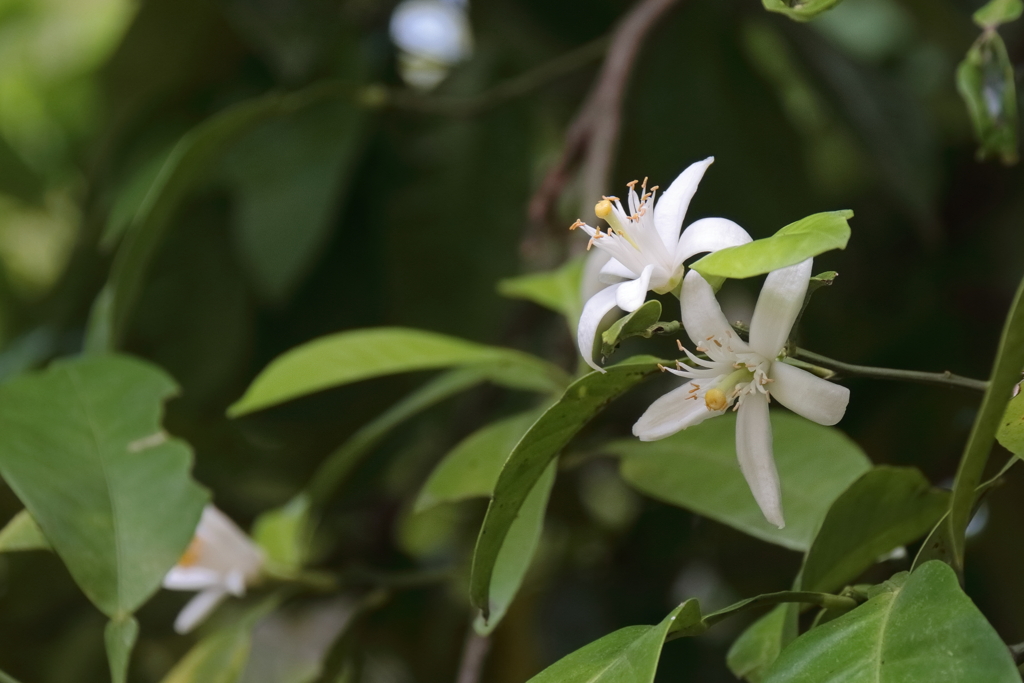 蜜柑の花咲く頃１