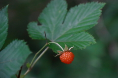 カジイチゴ色づく１