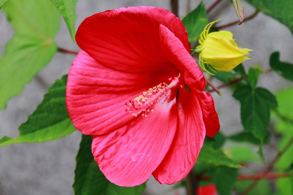 花散歩アメリカフヨウ２