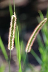 エノコログサ輝く頃