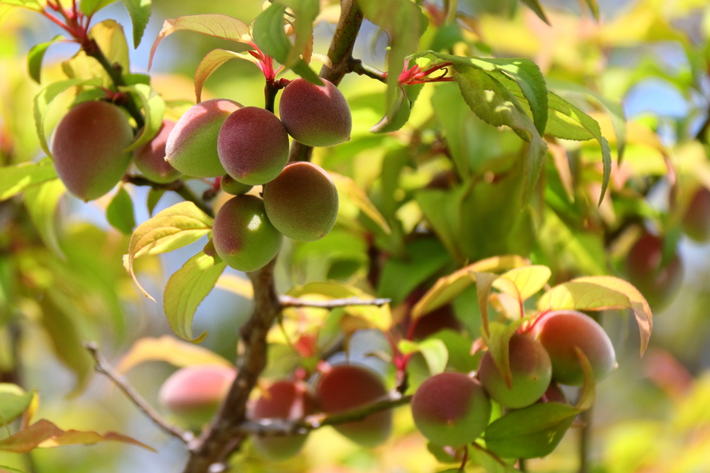 梅の実膨らむ