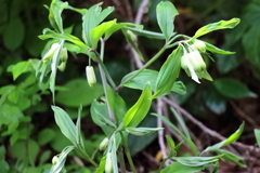 里山の野草ホウチャクソウ１