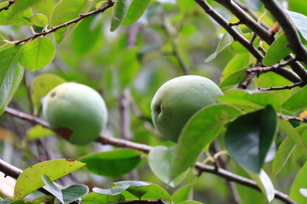 カリンの実はまだ青い