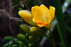 フリージア開花