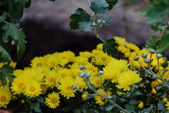 花散歩小菊3
