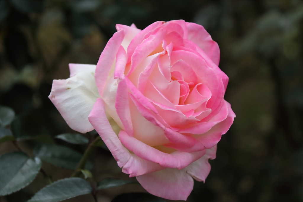 プリンセス　ドゥ　モナコ２