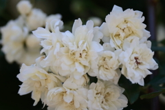 モッコウバラ色２