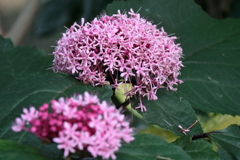 植物園散策ボタンクサギ１