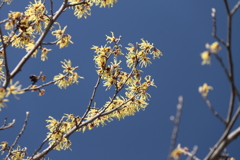植物園から「マンサク」１