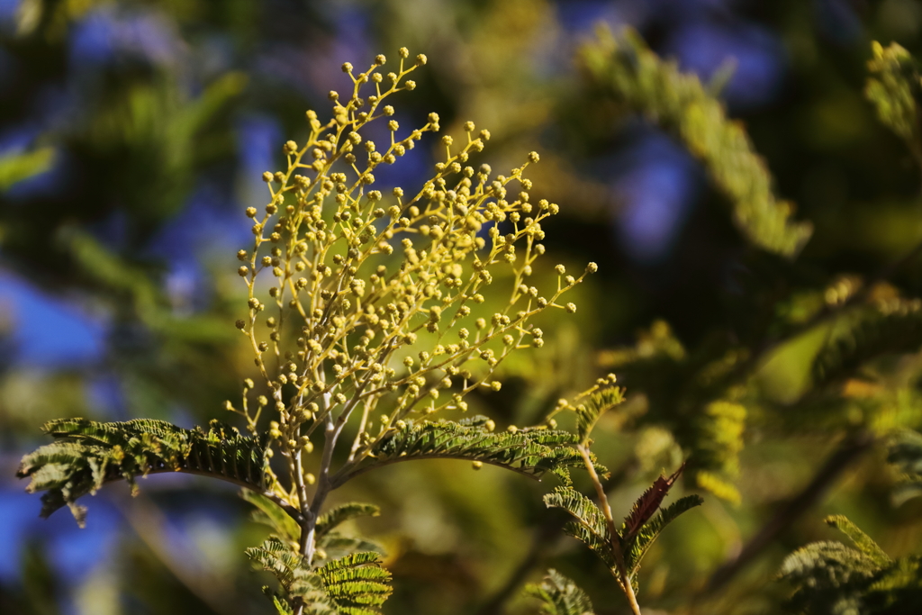 アカシヤの蕾２