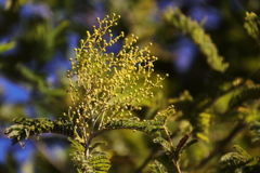 アカシヤの蕾２