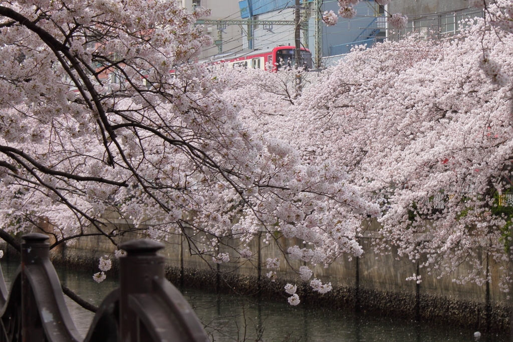 電車と桜の風景