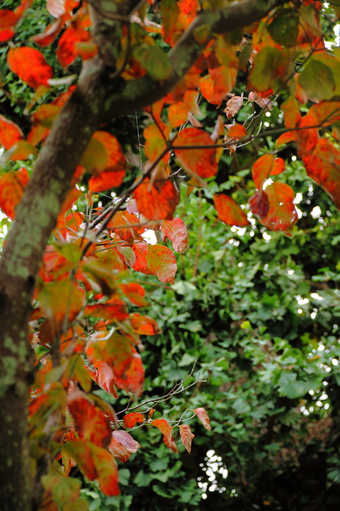 紅葉進む