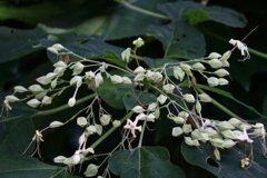 花散歩終焉のクサギ２