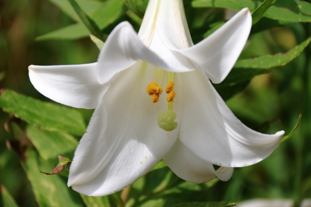 花散歩タカサゴユリ１