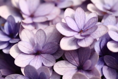 紫陽花いろいろ２