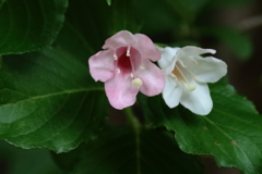花散歩ハコネウツギ２