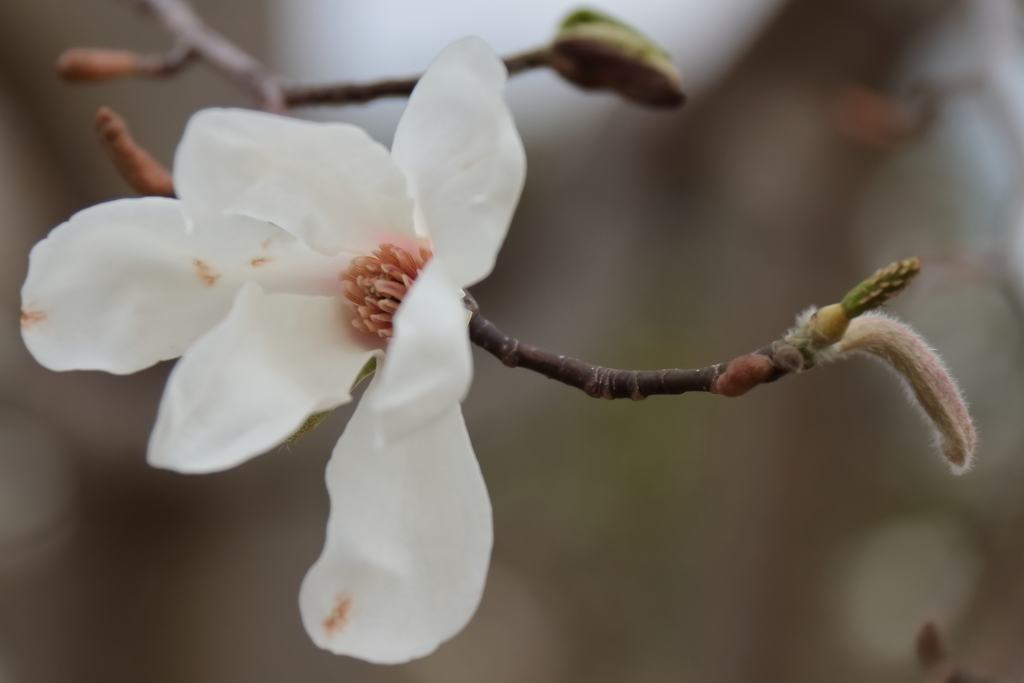 コブシ散り始め１