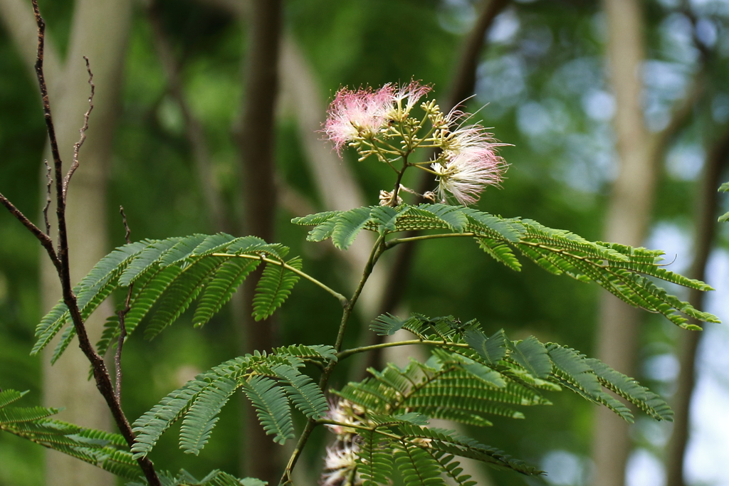 合歓の花