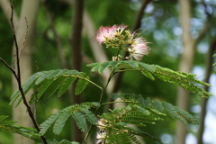 合歓の花