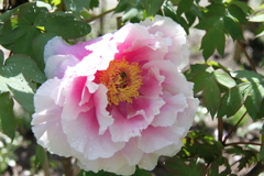 公園花壇牡丹６