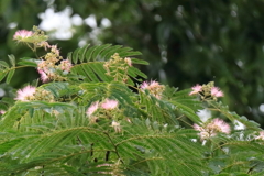 里山散歩合歓木１