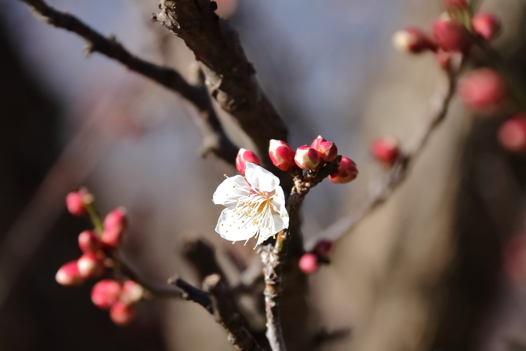 花散歩白梅開花３