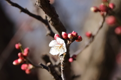 花散歩白梅開花３