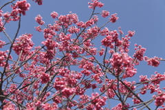 寒緋桜満開２
