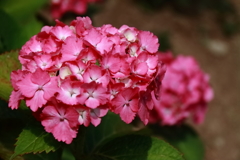 旬の花紫陽花12