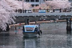 観桜船２