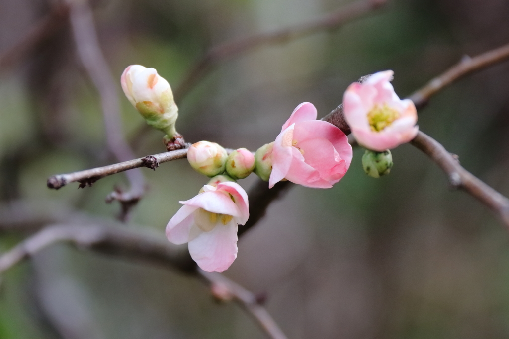 木瓜咲き始め１