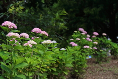 里山散歩紫陽花５