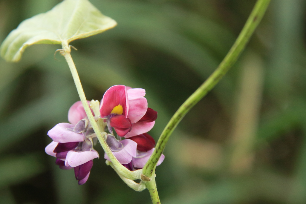 葛の花咲く秋１
