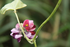 葛の花咲く秋１