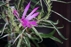 花散歩変化あさがお5