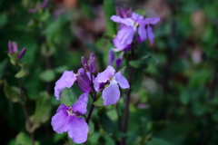 散歩道の野草達17