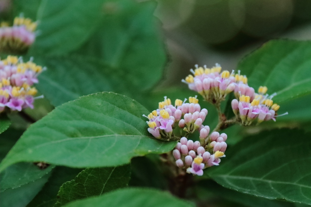 ムラサキシキブの花２