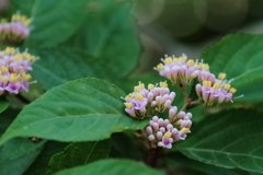 ムラサキシキブの花２