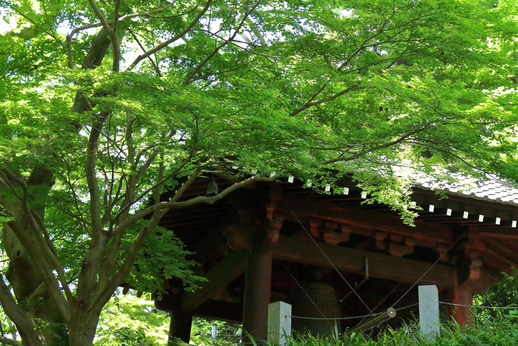 新緑の寺２