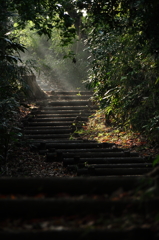 散歩道光芒