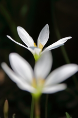 玉すだれ終焉