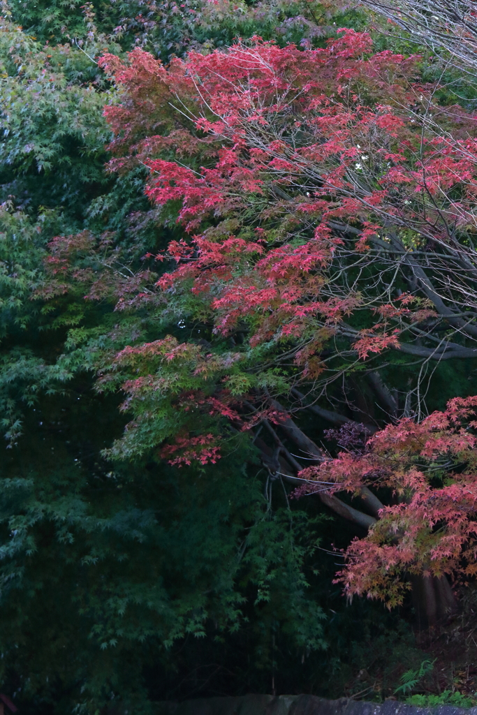 紅葉寂し