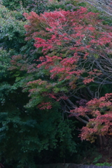 紅葉寂し