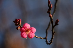 早春紅梅2