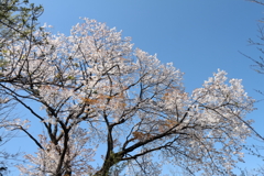 花散歩山桜１